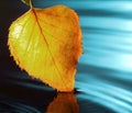 Yellow autumn leaf in the water after rain in the fall Royalty Free Stock Photo