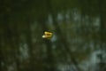 Yellow autumn leaf on the water surface Royalty Free Stock Photo