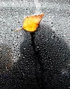 Yellow autumn leaf on wet car glass. Royalty Free Stock Photo