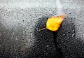 Yellow autumn leaf on wet car glass. Royalty Free Stock Photo