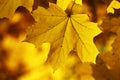 Yellow autumn leafs wallpaper Royalty Free Stock Photo