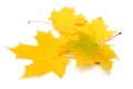 Yellow autumn leave
