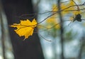 Yellow autumn leave of a maple lying on a tree branch on a blurred background of tree trunks. Fall Royalty Free Stock Photo