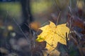 Yellow autumn leave of a maple lying on a tree branch on a blurred background of tree trunks. Fall Royalty Free Stock Photo