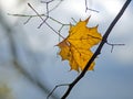 Yellow autumn leave of a maple lying on a tree branch on a blurred background of tree trunks. Fall Royalty Free Stock Photo