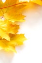 Yellow autumn leaves