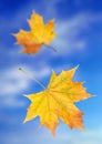 Yellow autumn leaves Royalty Free Stock Photo