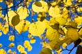 Yellow autumn leaves Royalty Free Stock Photo