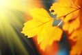 Yellow autumn leaves Royalty Free Stock Photo