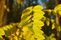 Yellow autumn leaves of acacia Royalty Free Stock Photo