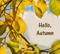 Yellow autumn leaves against blue sky background. Place for the inscription, Hello Autumn Royalty Free Stock Photo