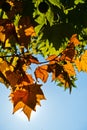 Yellow autumn leaves against blue sky on a sunny autumn day in Belgrade Royalty Free Stock Photo