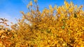 Yellow autumn leaves against the blue sky Royalty Free Stock Photo