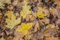 Yellow autumn leaves as forest litter