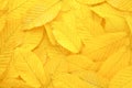 Yellow autumn leaves background Royalty Free Stock Photo