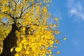 Yellow autumn leaves