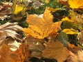 Yellow autumn leaves background Royalty Free Stock Photo