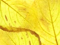 Yellow autumn leaves. background for design Royalty Free Stock Photo