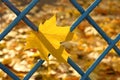 Yellow autumn leaves background - fall banner Royalty Free Stock Photo