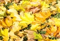 Yellow autumn leaves background Royalty Free Stock Photo