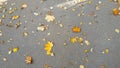 Yellow autumn leaves background. Outdoor. Royalty Free Stock Photo