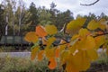 Yellow autumn leaves on the background of the train Royalty Free Stock Photo