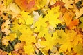 Yellow autumn leaves Beautiful autumn leaves yellow branches abstract background, leaf fall concept