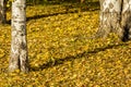 Yellow autumn leaves of a birch on a tree. Bright colors of autumn Royalty Free Stock Photo