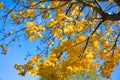 Yellow autumn leaves with blue sky background hit by setting sun Royalty Free Stock Photo