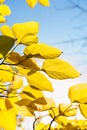 Yellow autumn leaves on blue sky background