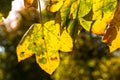 Yellow autumn leaves on branch against sun, blurred background