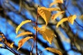 Yellow autumn leaves on the branches against blue sky Royalty Free Stock Photo