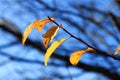 Yellow autumn leaves on the branches against blue sky Royalty Free Stock Photo