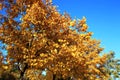 Yellow autumn leaves on the branches against blue sky Royalty Free Stock Photo