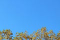 Yellow autumn leaves on the branches of a tree against the blue sky. Copispeses for the inscription. Greeting card with nature. Royalty Free Stock Photo