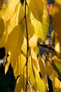 Yellow autumn leaves of cherries on a branch in the sunshine Royalty Free Stock Photo