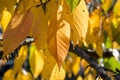 Yellow autumn leaves of cherries on a branch in the sunshine