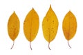 Yellow autumn leaves of cherry closeup. Isolated over white background