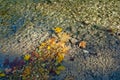 Yellow autumn leaves in clear water of a mountain river Royalty Free Stock Photo