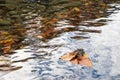 Yellow autumn leaves in the clear water of a mountain river Royalty Free Stock Photo