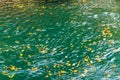 Yellow autumn leaves in the clear water of a mountain river Royalty Free Stock Photo