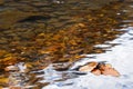 Yellow autumn leaves in the clear water of a mountain river. Royalty Free Stock Photo