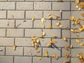 Yellow autumn leaves on concrete tiles. Royalty Free Stock Photo