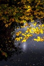 Yellow autumn leaves with dark background and sun