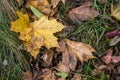 Yellow autumn leaves fallen on green grass