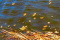 Yellow autumn leaves float in the dark water of the river Royalty Free Stock Photo