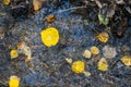 Yellow autumn leaves float in the stream, the view from above is an autumn concept Royalty Free Stock Photo