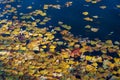 Yellow autumn leaves float on the surface of the water. Smooth lake on a sunny day Royalty Free Stock Photo