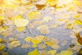 Yellow autumn leaves float in the water. Beautiful natural background Royalty Free Stock Photo