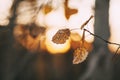 Yellow autumn leaves in the forest in the backlight. Glare. Autumn background